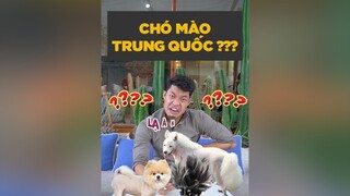 Chó Mào Trung Quốc lạ à ngen dcgr tuitienpet LearnOnTikTok dog