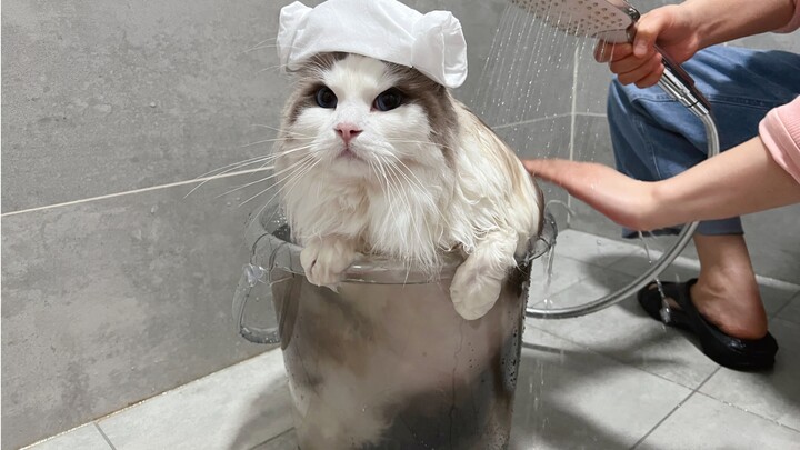 The bathtub is too small, and the 20-pound kitten will overflow.