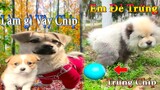 Thú Cưng TV | Dương KC Pets | Bông ham ăn Chíp Cute #40 | chó vui nhộn | funny cute smart dog pets