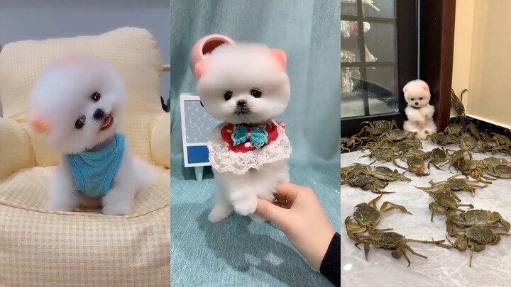 Tik Tok Chó Phốc Sóc - Funny and Cute Mini Pomeranian #9
