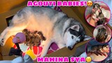 Malia Gave Birth To AGOUTI PUPPIES! | Nahirapan Sya Manganak | Husky Pack TV