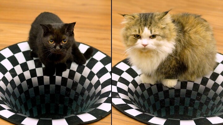 MÈO VÀ HỐ SÂU 3D (Mèo có nhìn thấy được ảo ảnh quang học?)