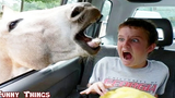 วิดีโอตลกทำให้คุณหัวเราะ ตลกสัตว์ตลกมนุษย์ที่สวนสัตว์ - วิดีโอตลกสำหรับเด็ก