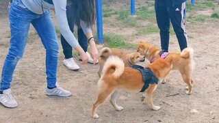 These two videos will make people who don’t have Shiba Inu laugh, but people who have Shiba Inu will