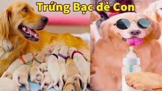 Thú Cưng TV | Trứng Vàng và Trứng Bạc #36 | Chó Golden Gâu Đần thông minh vui nhộn | Pets smart dog