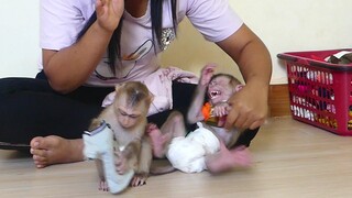 OMG!! Monkey Baby Maki Scream Loudly Angry Mom For Punishing to him