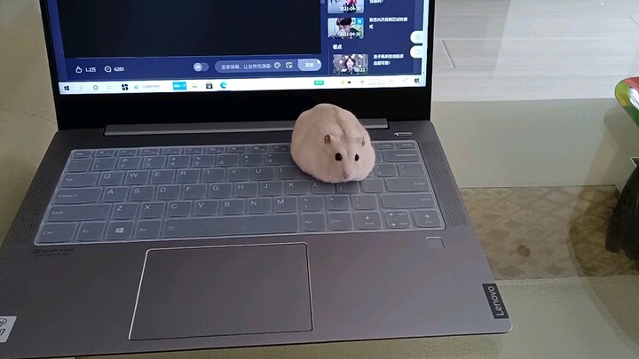 [Hamster] Sebuah "Mouse" yang tidak bergerak saat di atas laptop