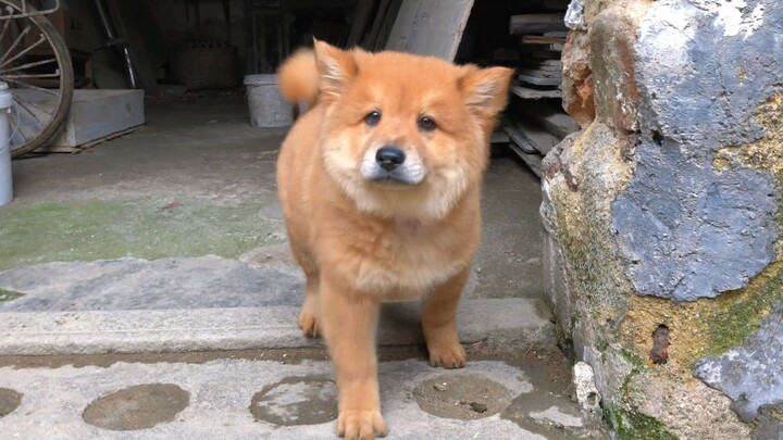 Saya pergi ke pasar di tengah hujan lebat dan bertemu dengan seekor anjing kecil lokal. Itu sempurna