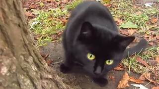 Kucing saya berpura-pura menjadi kucing liar