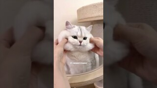 😍😍😍 AWWW... CUTE CATS VIDEOS | FUNNY VIDEO | CUTE ANIMAL VIDEOS  | FUNNY ANIMAL SHORTS MOMENTS