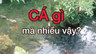 Hồ Cá đẹp xuất sắc?|Du lịch Đà Lạt.