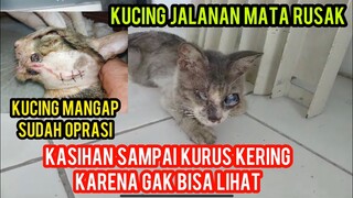 Kucing buta Matanya Rusak Lagi Sedih Di Depan Alfamart Lihat Endingnya..!