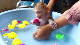 Baby Monkey like Flower Water// Super Cute  Baby Maki Happy play in the water and Duckling Floating