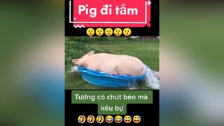 giaitri chócute chómèohàihước  Pig đi tắm