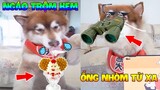 Thú Cưng Vlog | Chó Ngáo Husky Troll Bố #5 | Chó Thông Minh Vui Nhộn | Smart dog funny pets