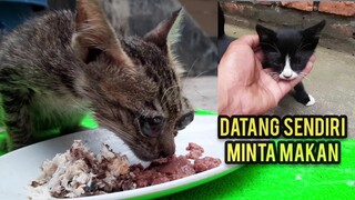 Anak Kucing Kelaparan Datang Minta Makanananya Kucing Buta Endingnya Malah Dapat Tempat Tinggal..!