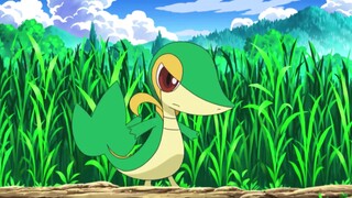 Pokémon: Rắn Nho kiêu ngạo và đáng tin cậy (Chị Rắn)