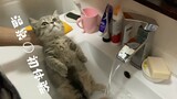 小奶猫第一次泡澡+菊部SPA，见过这么乖的猫吗？ |萌兽喵 041