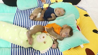 Awesome Cute Baby Monkey Maku and Little Boy Maki Lovely Sleep Midday Routine