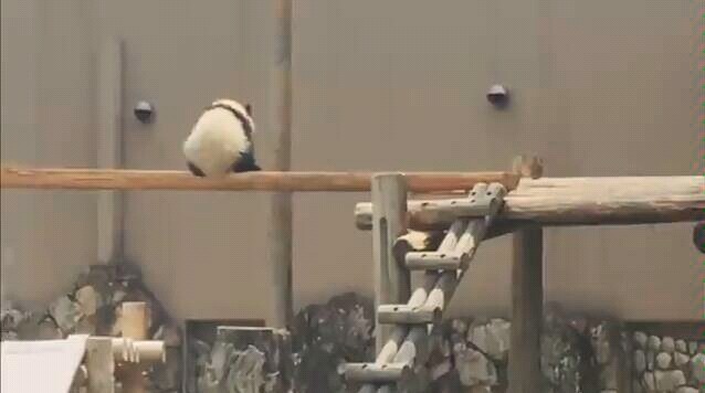 【Panda】After the zoo installed a horizontal bar for the babies, something happened! Who knew Gun Gun could moonwalk!?