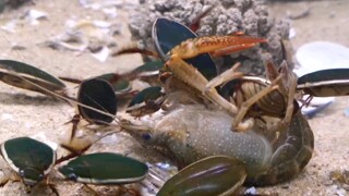 [คลิปสัตว์]ปลาปิรันย่าท่ามกลางแมลง ด้วงดิ่งฝูงใหญ่โจมตีกุ้งเครย์ฟิช