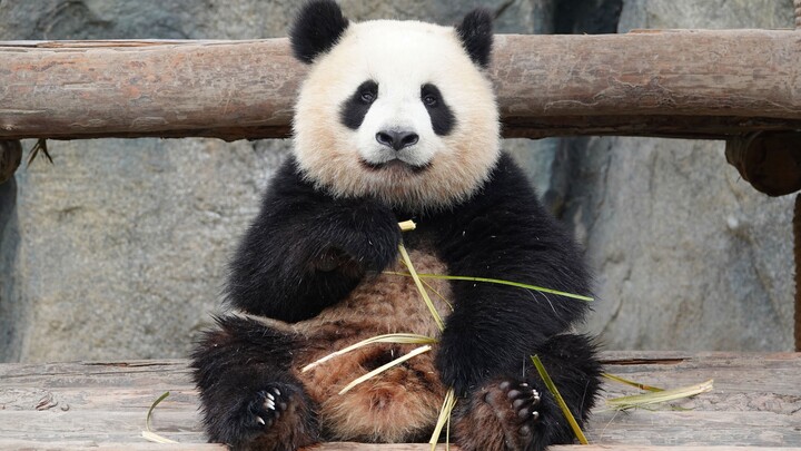 Panda Xuebao - I'm a lady when eating