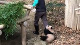 A panda plays with the keeper