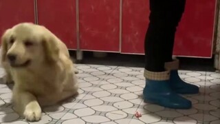 Dog: Every move is carefully designed