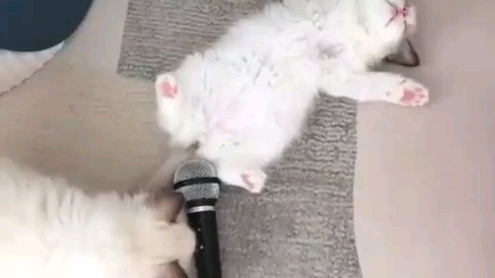 video lucu kucing