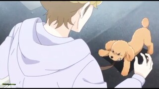 Dog signal episode 1