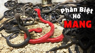 Cách Đặc Biệt Này Sẽ Ngay Lập Tức Giúp Bạn Phân Biệt Hổ Mang CHÚA, Hổ Mang THƯỜNG và Hổ TRÂU