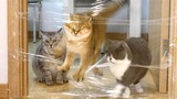 Cats bump their heads against the plastic wrap wall