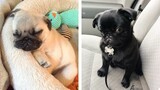 These Pug Puppies are So Cute!🥰😋 Let's see What this Puppies is Doing With Me 😍 | Cute Puppies