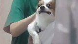 [Động vật]Những khoảnh khắc ngô nghê hài hước của chó