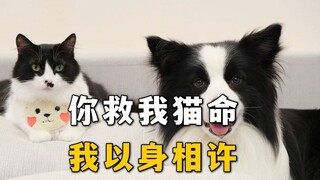 我被这一猫一狗秀了一脸恩爱