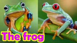 Bé tập nói tiếng anh | Con Ếch | Baby practice speaking English | The frog