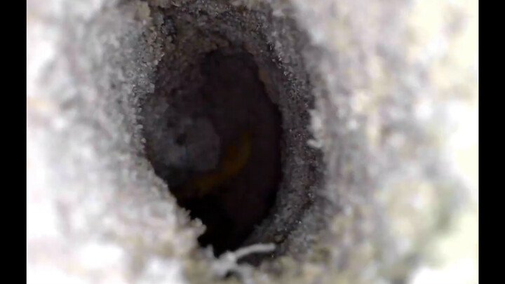 [Hewan Merayap] Menjelajahi gua serangga dengan endoskop