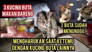 Kucing Liar Buta Lagi Bengong Menangis Dan Kaget Saat Di Adopsi Dan Punya Tempat Tinggal ..!