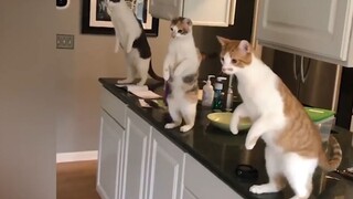 Video mèo: Tất cả lũ mèo đều thật ngốc nghếch!