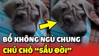 Chú chó "GIÀ TRƯỚC TUỔI", SẦU ĐỜI vì bố không cho NGỦ CHUNG 😂 | Yêu Lu