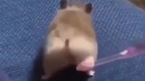 Hamster menggaruk pantat jadi EDM