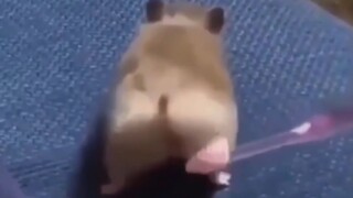 Hamster menggaruk pantat jadi EDM