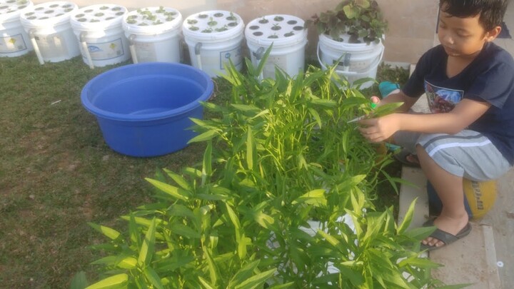 Menanam Kangkung Hidroponik Metode Ember Kratky, Tanpa Rockwool, Tanpa Pompa Air/Aerator