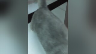 mở cửa ald BritishLonghair cat catlover mèo hot 고양이 xám_mặt_ngầu  meocute