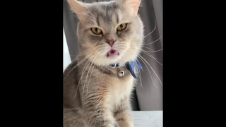 เมื่อน้องแมว ทำหน้าแบบนี้ คือฟินกันเลยทีเดียวนะเทอ funny cat compilation