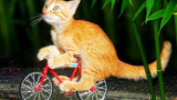 Cat Cute ลูกแมวแสนน่ารัก-The Most Funny Cat Movie 310
