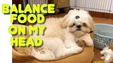 Cute Shih Tzu Puppy Learns How To Balance Food On His Head