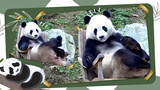 Panda - You Will Be Amazed!  Can't Miss1m26s!