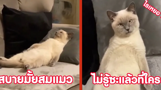 นอนสบายมั้ยสมแมว ไม่รู้ซะแล้วว่าที่ใคร !! ( รวมฮาพากย์ไทย )