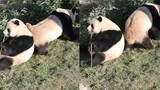Panda jantan hanya makan dan mengabaikan panda betina yang kesepian.
